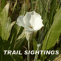 Trail Sightings